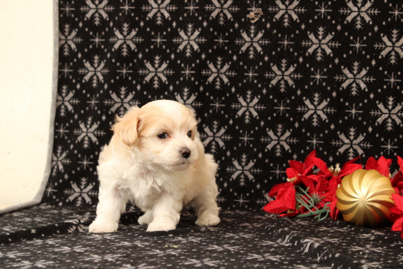 puppy, for, sale, Maltipoo, Matthew B. Stoltzfus, dog, breeder, Gap, PA, dog-breeder, puppy-for-sale, forsale, nearby, find, puppyfind, locator, puppylocator, aca